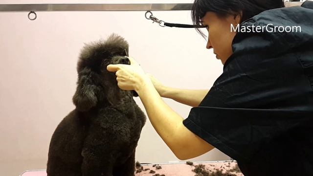 Шапка у пуделя- формирование смотреть онлайн