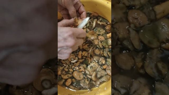 как засолить рыжики. без варки, только предварительно замочить смотреть онлайн