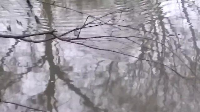 Ондатра, водяная крыса. смотреть онлайн