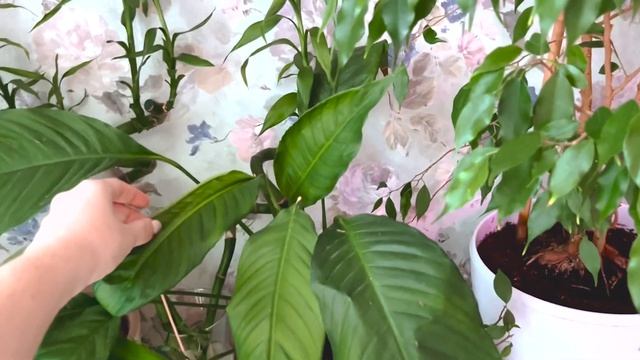 80+ растений в однушке! / обзор моей коллекции комнатных растений ✨ смотреть онлайн