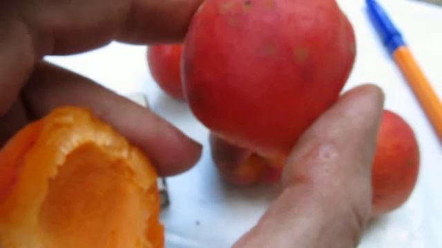 Абрикос Канада смотреть онлайн