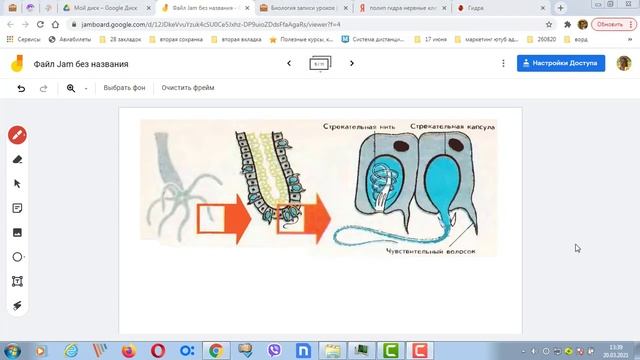 Полип гидра движение стрекательные клетки смотреть онлайн