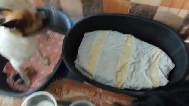 Приют переполнен, Пуговица и Филя смотреть онлайн