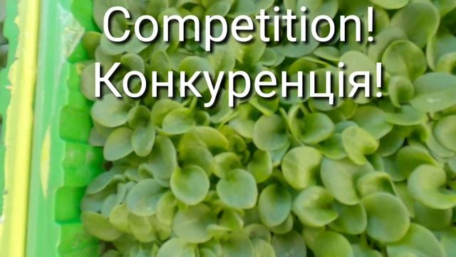 Спробуйте такий спосіб висіву петунії і ви не пошкодуєте! смотреть онлайн