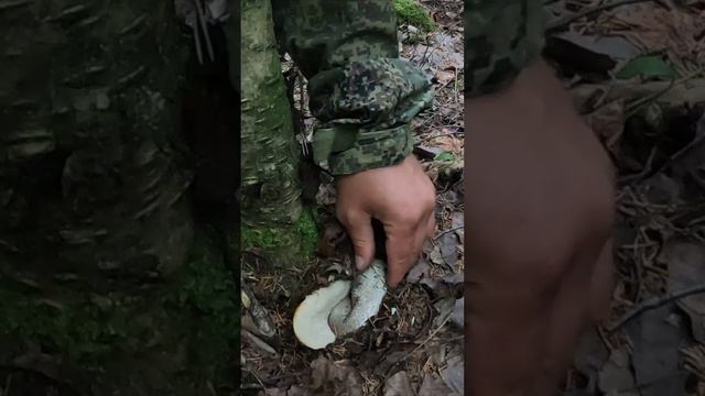 ГРИБНИК НАШЕЛ КОТЕНКА В ЛЕСУ. ПОДОСИНОВИКИ 2024 смотреть онлайн