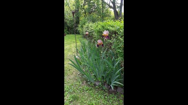 Vintage Purple Jumbo Bearded Iris Flowers // Jeffreys Little Villa смотреть онлайн