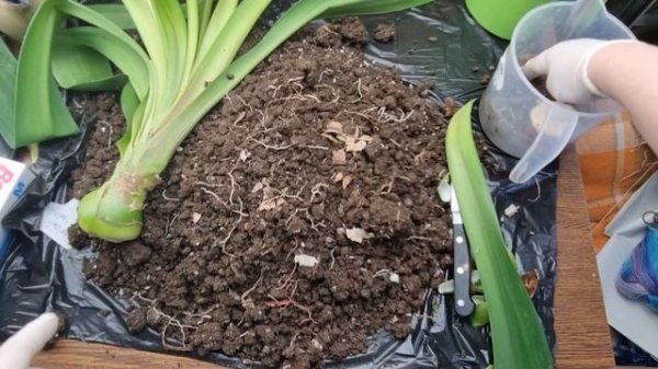 Пересадка гиппеаструма Magical Touch с отделением копыта