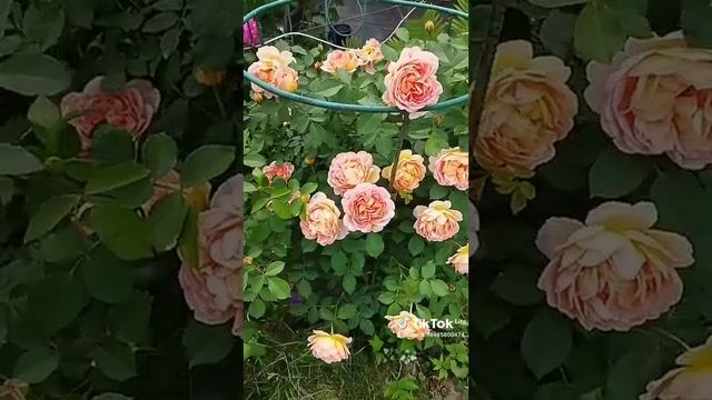 роза Леди оф Шалот смотреть онлайн