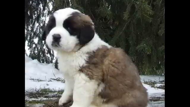 Why - Dog for you смотреть онлайн
