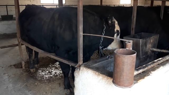 Откорм бычков 2021г . сколько кормовых даю в день, советы начинающим , ответы подписчикам. смотреть онлайн