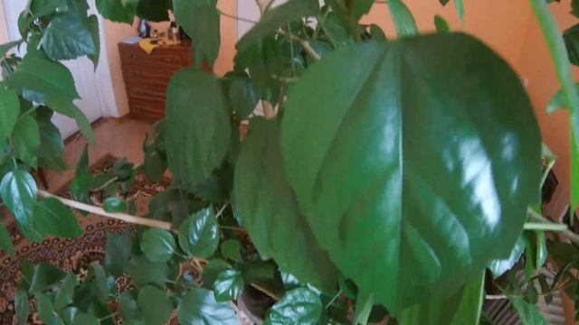 ПРИМЕР ВИДЕО SJCAM SJ8 PRO 2.7к 30 СТАБ ВКЛ В ПОМЕЩЕНИИ