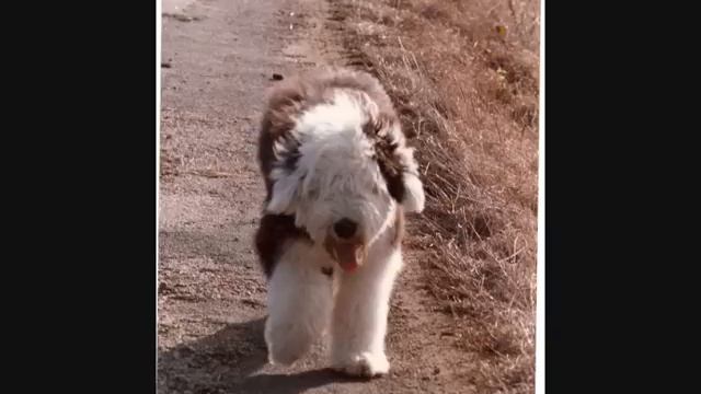 Old english sheepdog - In memory of Enchen смотреть онлайн