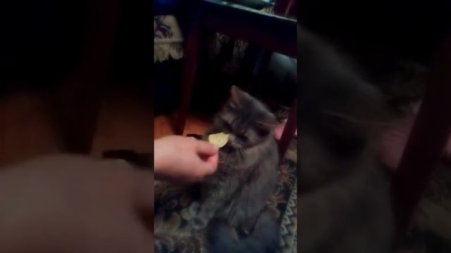 Кошка Кити ест чипсы ;)