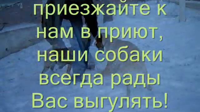 Собака напрокат (если нет возможности завести свою) смотреть онлайн