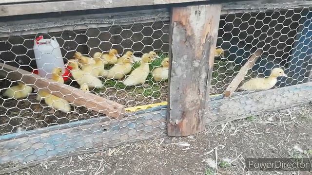 Клетка для клушек с цыплятами своими руками. смотреть онлайн