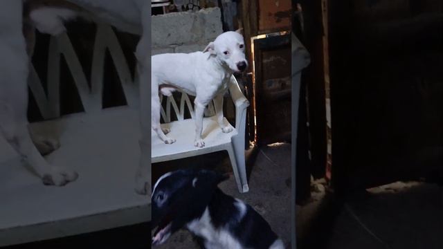 spotted mister kong masipag naghuhugas ng pinggan смотреть онлайн