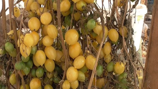 ТОМАТ СУМАСШЕДШИЕ ВИШНИ БАРРИ В ОКТЯБРЕ. Ольга Чернова.