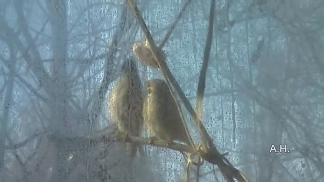 Невероятно. Птицы очень любят сало.Птицы зимой. смотреть онлайн