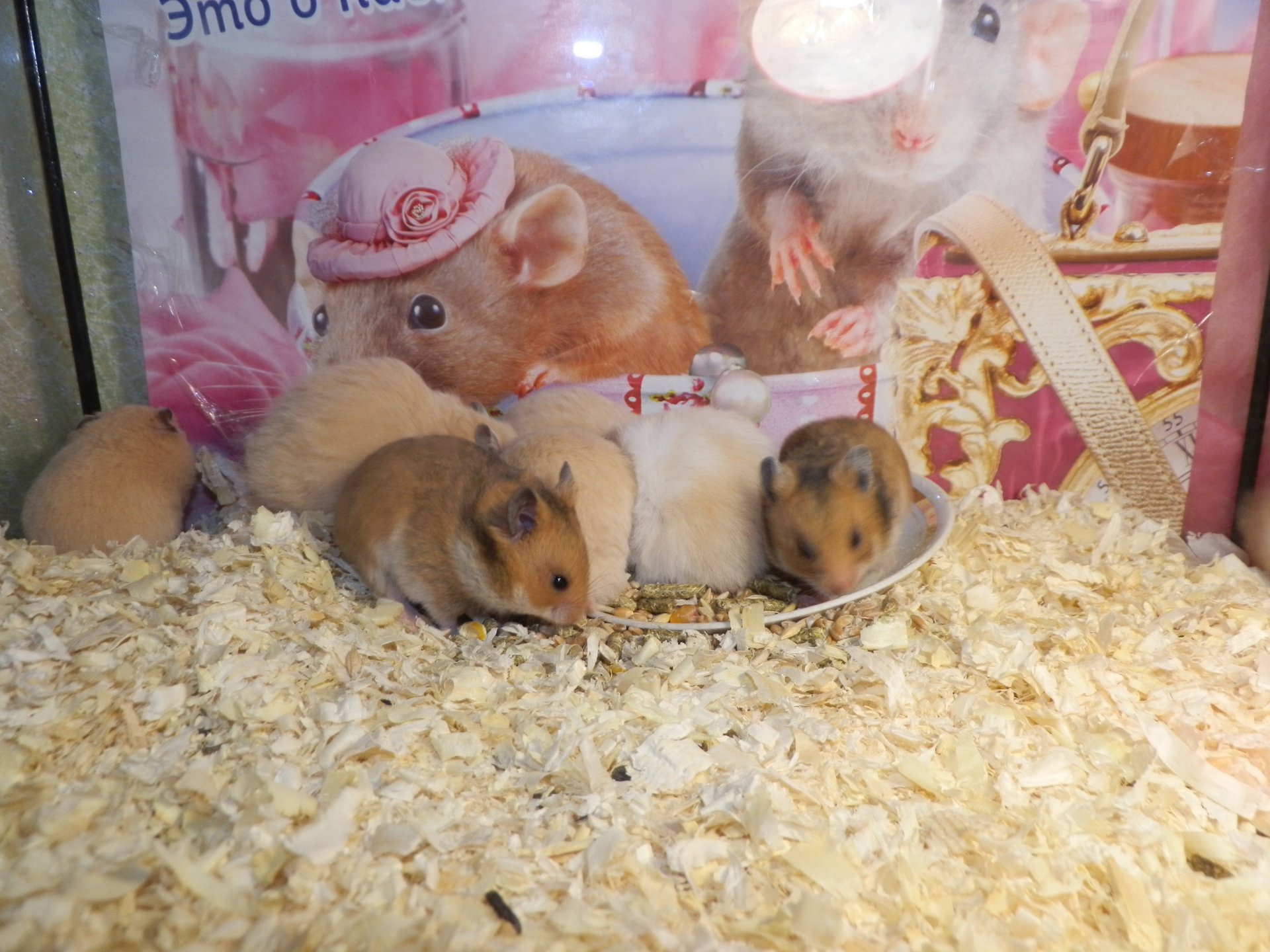 16 ДНЕЙ ХОМЯЧАТАМ МАНДАРИНКИ смотреть онлайн