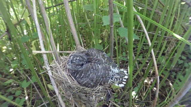 Кукушонок в гнезде 170621 3 болотной камышовки 24 июня 1 GP5+44k 1