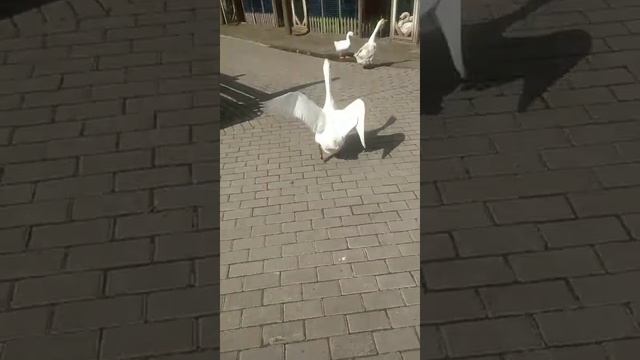 отдых в загородном клубе на рыбалке ARTILAND смотреть онлайн