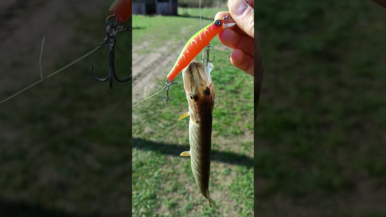 Рыбалка на спиннинг.Новый воблер от с али экспресс открыл счет щукам. #рыбалка #fishing #shortvideo смотреть онлайн