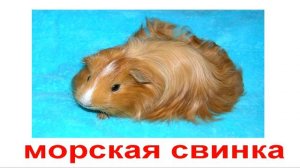 Развивающие карточки Домана. Домашние животные.