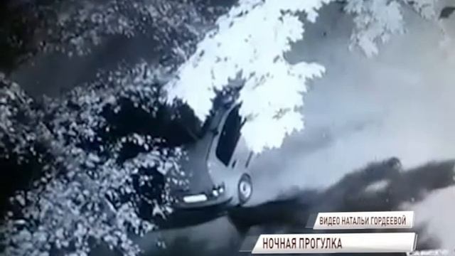 По двору Московского проспекта спокойно прогулялся лось смотреть онлайн