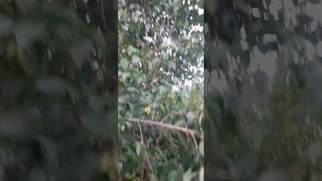 Кизил.Полезные свойства кизила.