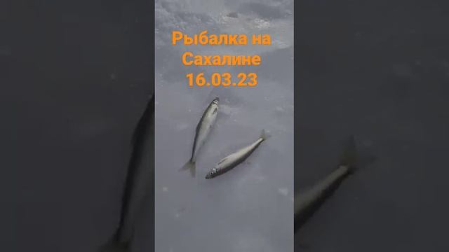 рыбалка на Сахалине , ловим корюшку зубатую. Все экскурсии и туры на сайте https://posahalinu.ru смотреть онлайн