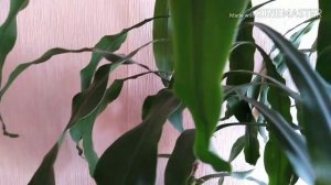 Дерево счастья   драцена