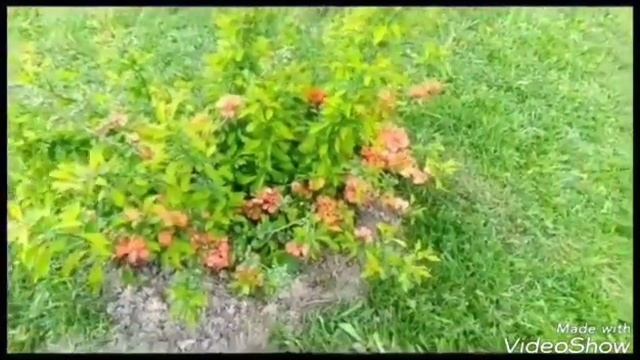 АЙВА ЯПОНСКАЯ Посадка и Уход - личный опыт!/ХЕНОМЕЛЕС/Айва лечит!!! смотреть онлайн