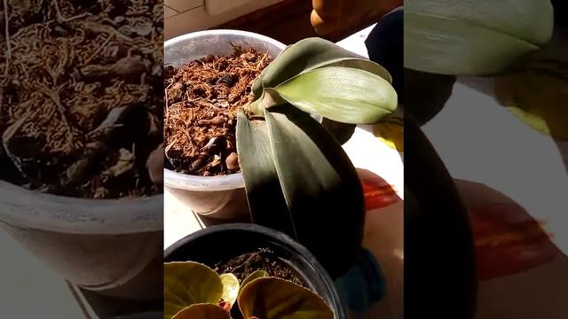 Моя радость Алисум взашол и что мне делать с архидеей она больна помогите вылечить . смотреть онлайн