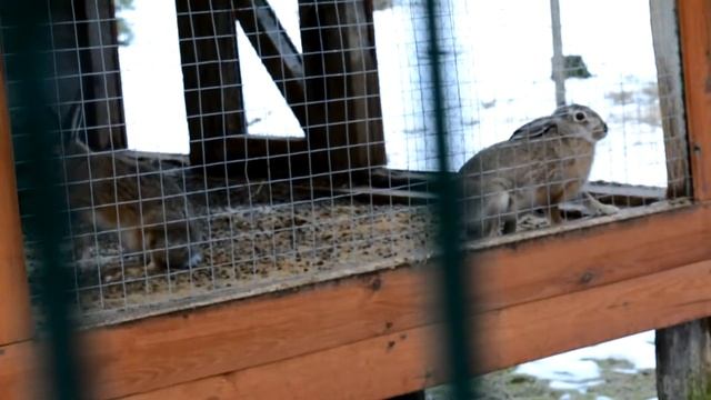 Поездка в Брест: 2-й день. Беловежская Пуща смотреть онлайн