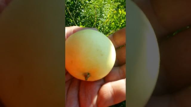 Яблоко сорта Белый Налив на ладони - только тронул и отвалилось от ветки Двадцать Второго Июля смотреть онлайн