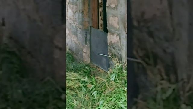 Агита от мух смотреть онлайн