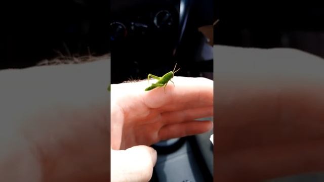 КРАСИВЫЙ КУЗНЕЧИК смотреть онлайн