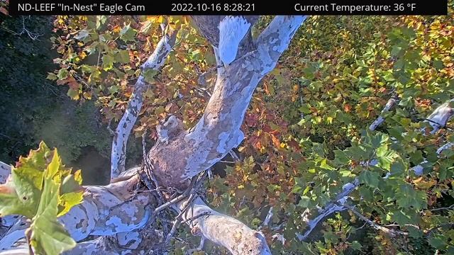 ND-LEEF | Dad brings 12 sticks to build nest | Oct 16, 2022 смотреть онлайн