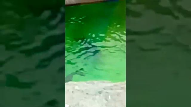 Мы в зоопарке с белыми медведями и морские котики смотреть онлайн