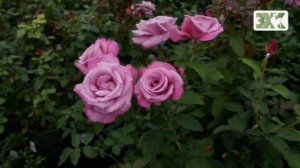 РОЗЫ НА ШТАМБЕ - ШТАМБОВЫЕ РОЗЫ