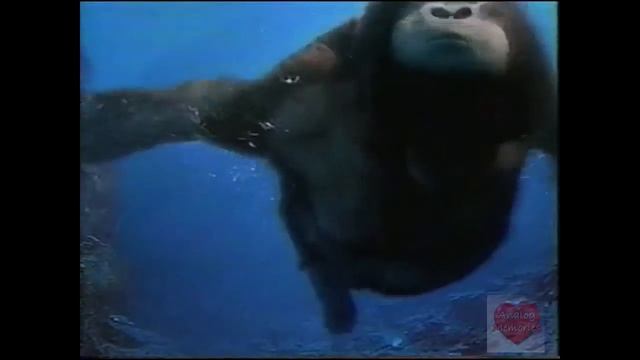 Donkey Kong Country | Video Game | Television Commercial 2003 Game Boy Advance SP Swimming Gorillas смотреть онлайн