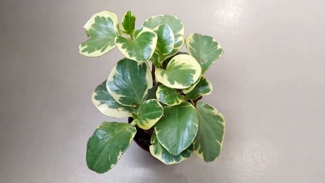 Пеперомия – уход в домашних условиях за растением семейства Перечные | Faterra смотреть онлайн