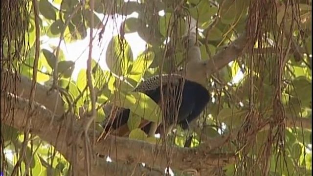 Варшана. Родной дом Шримати Радхарани. Парикрама. Varshana. Home Of Srimati Radharani. Parikrama