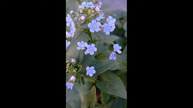 БРУННЕРА#БРУННЕРА#цветение# смотреть онлайн