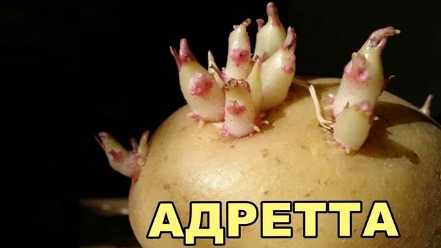 Картошка Адретта Купить смотреть онлайн