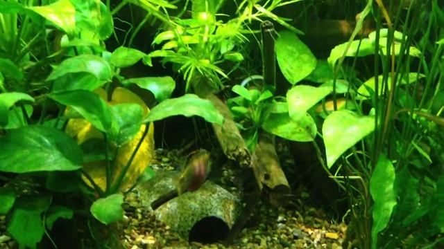 Попугай обыкновенный (Pelvicachromis pulcher) и Микрорасбора галактика (Microrasbora sp. Galaxy) смотреть онлайн