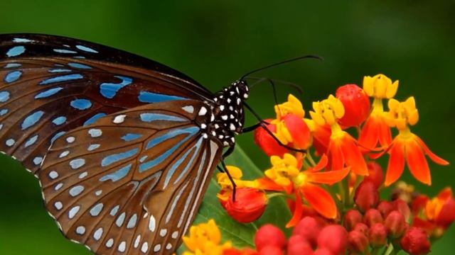 Сборник невероятно красивой музыки для души! Лучшие композиции Сергея Грищука! смотреть онлайн