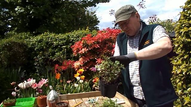 How to propagate Hebe plants from softwood cuttings смотреть онлайн