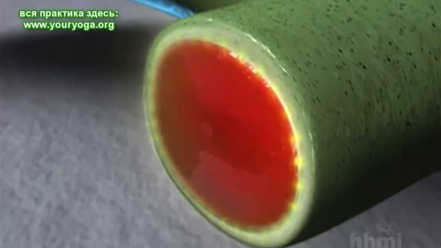 Как вырастить свои новые зубы? смотреть онлайн