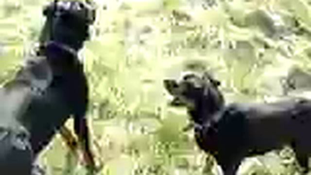rottweilery timo i hera.MPG смотреть онлайн
